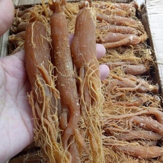 100g sâm nhị hồng