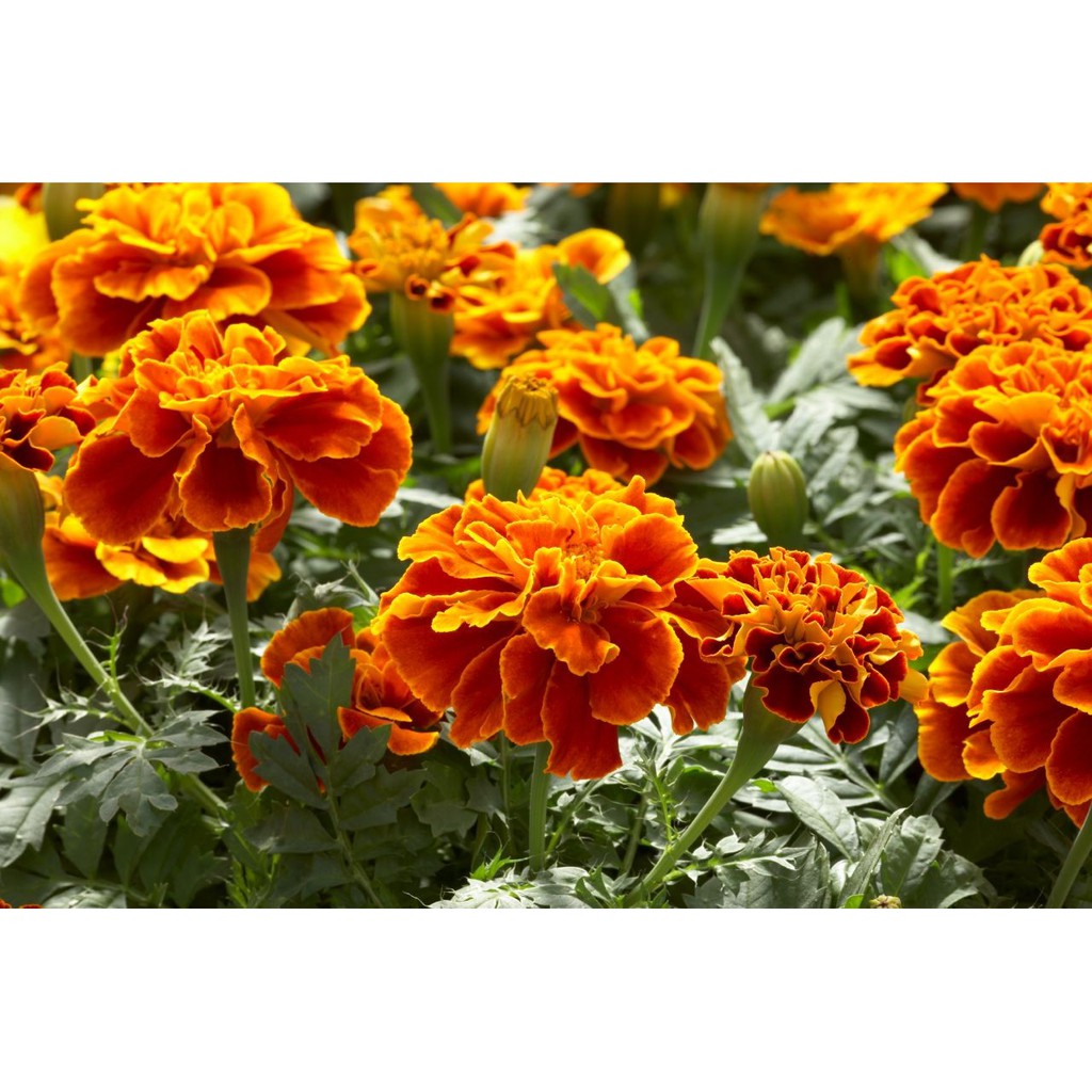 HẠT GIỐNG HOA VẠN THỌ PHÁP NHIỀU MÀU - GÓI 1 GRAM