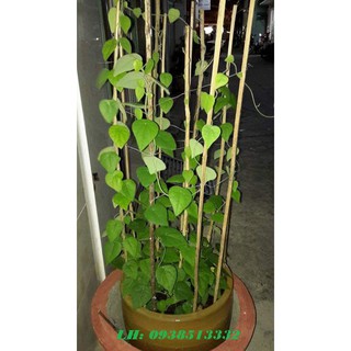 hạt giống sương sâm rừng - 500 hạt
