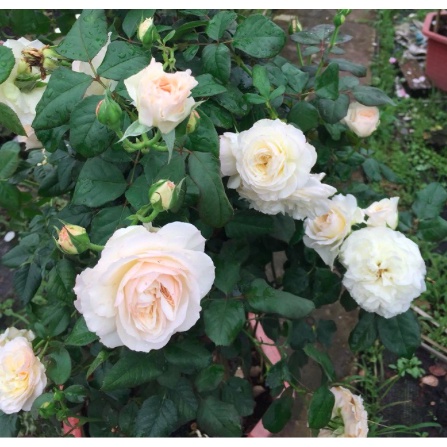 Hoa hồng ngoại Keira trắng hồng pastel hương hoa mộc dược, giao cây chậu C9 - Trang Flowers