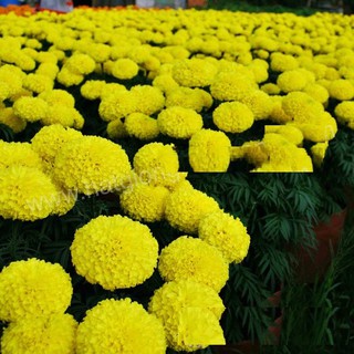 HẠT HOA VẠN THỌ CAO LỠ MÀU VÀNG CHANH - GÓI 20 HẠT