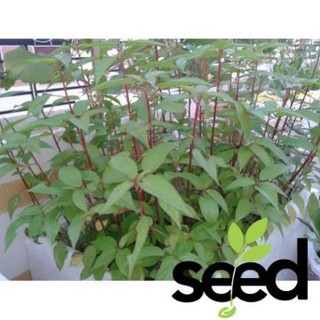 Hạt Giống Rau Đay Đỏ Rạng Đông 20Gram