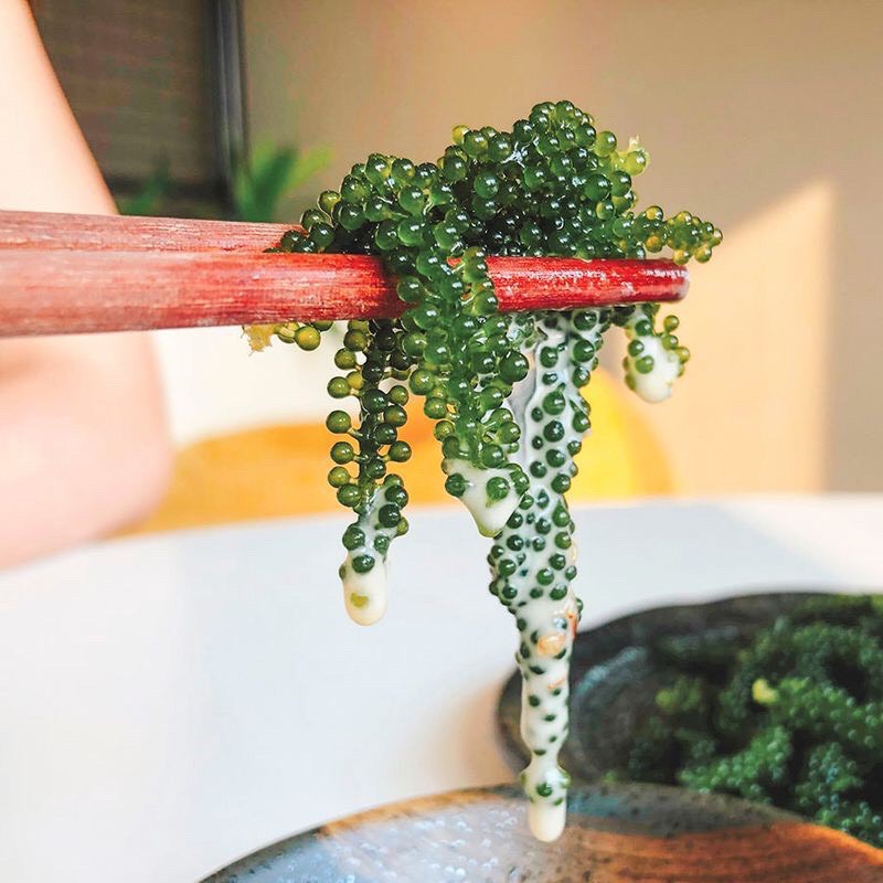 [FREESHIP] Rong Nho Tách Nước Umibudo Loại 1 Đạt Tiêu Chuẩn Xuất Khẩu. | BigBuy360 - bigbuy360.vn