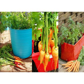 HẠT GIỐNG CÀ RỐT TÍ HON