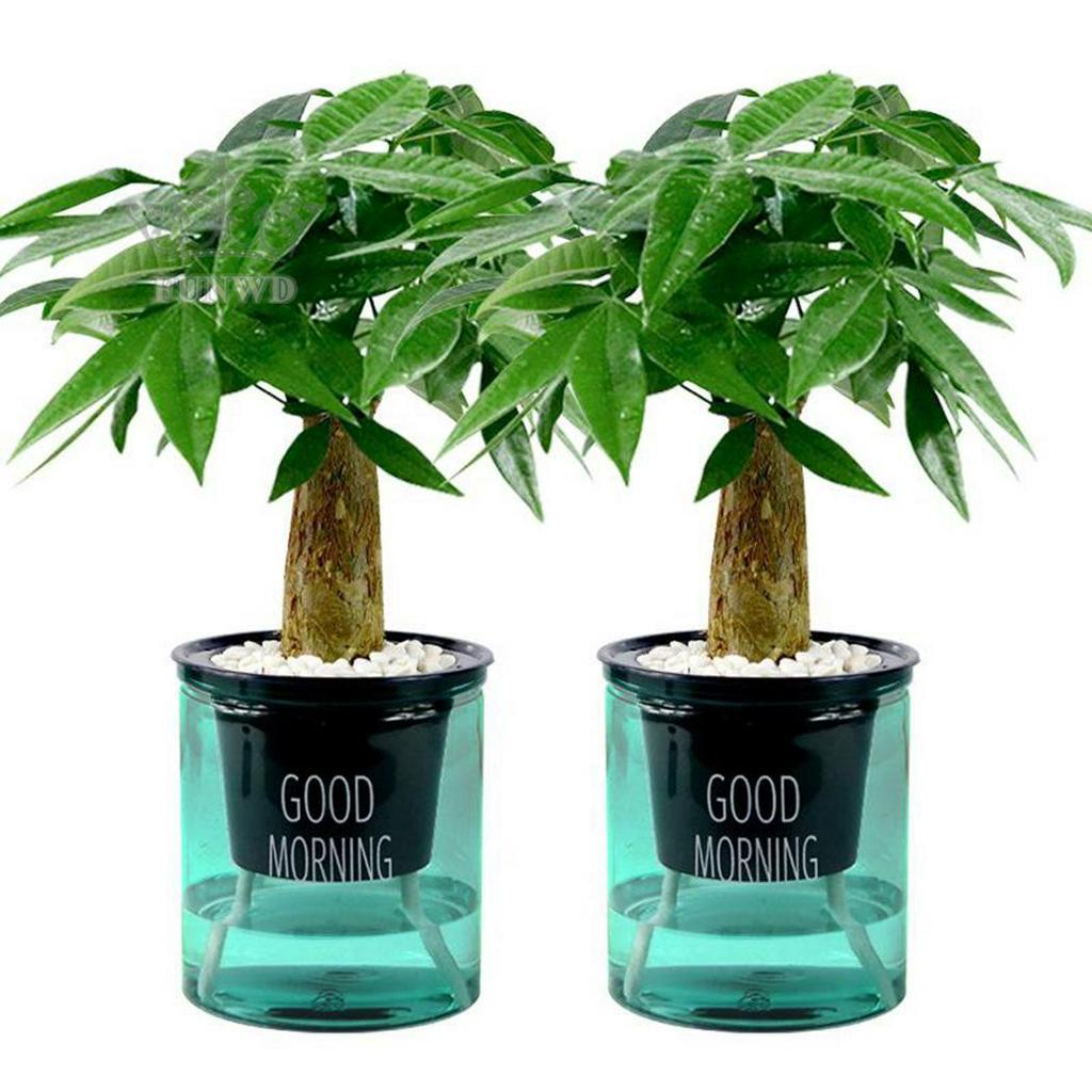 2 Chậu Trong Suốt Tự Tưới Nước Cho Cây Trong Nhà