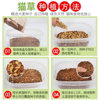 BỘ KIT TRỒNG CỎ CHO MÈO - HẠT LÚA MẠCH
