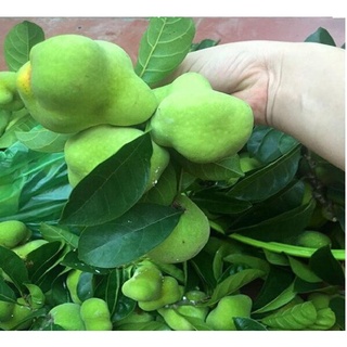 100 Hạt giống cây chay (Kèm kích thích hạt nảy mầm)