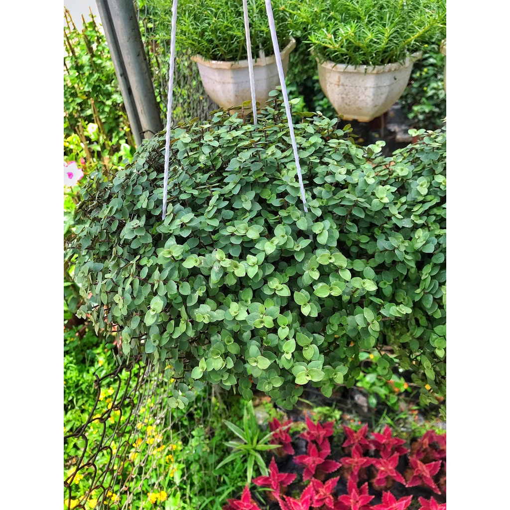 Cây tổ ong  chậu treo đường kính 20cm  lá cây dày dễ chăm sóc thích hợp trang trí ban công decor quán cafe