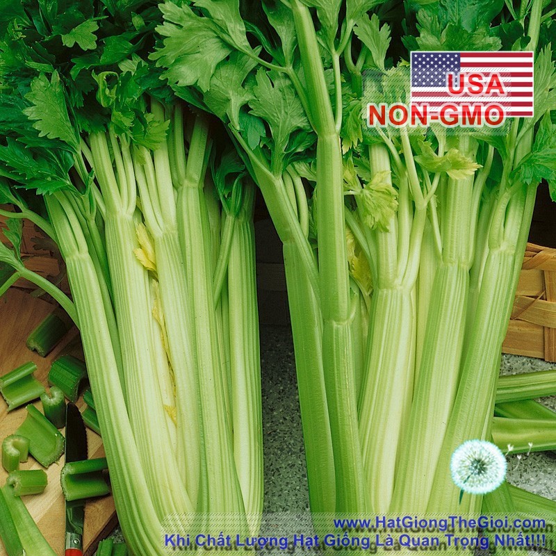 Hạt Giống Cần Tây Mỹ Ngọt 75cm Utah [Gói 0.5g]