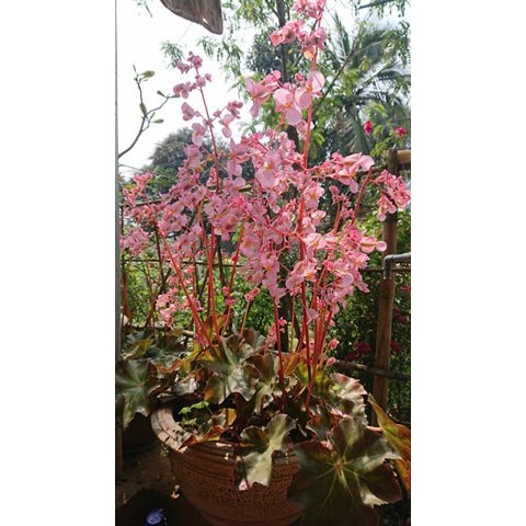 Thu hải đường lá sen  củ giống