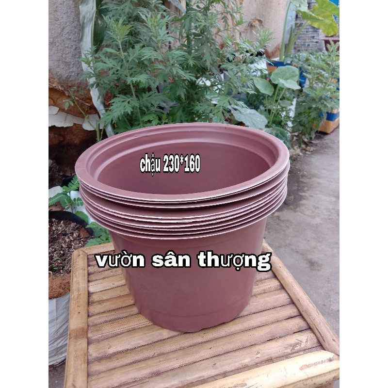 Set 5 Cái Chậu Trồng Cây Hoa 230*160, Chuyên Dành Trồng Hoa Ngày Tết
