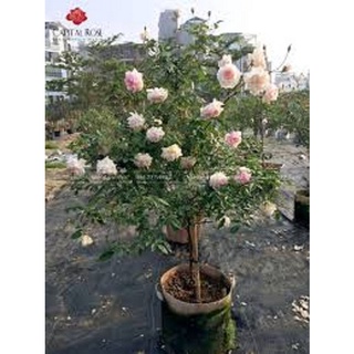 Combo 3 cây hồng đào cổ – hồng cổ việt nam rất thơm và sai hoa- cây giống nguyên bầu từ cây mẹ xịn
