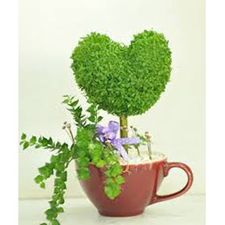 Cây cảnh Cây may mắn trái tim