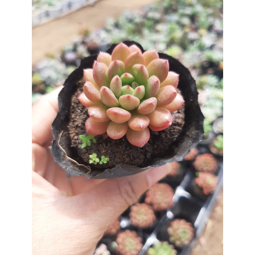 SEN ĐÁ RUBY ĐỎ🌵SIZE6CM🌵 💎 |FREESHIP| 🔥 XUẤT XỨ ĐÀ LẠT, ĐÃ THUẦN KHÍ HẬU, SIÊU KHOẺ ĐẸP 🔥LỖI 1 ĐỔI 1