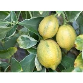 Cây chanh lá cẩm thạch- Cây chiết cành ổn định, nhanh cho trái-Cây hoa kiểng Đồng Tháp