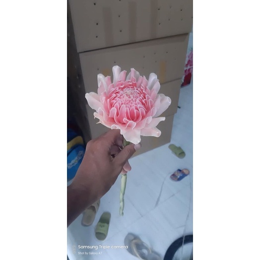 Củ hoa sen đa Lộc tặng kèm phân bón