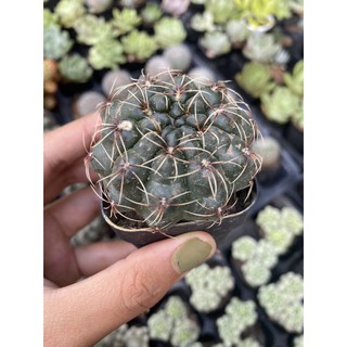 Xương rồng Thần long 5cm