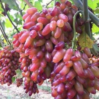 Cây giống nho ngón tay ninh thuận