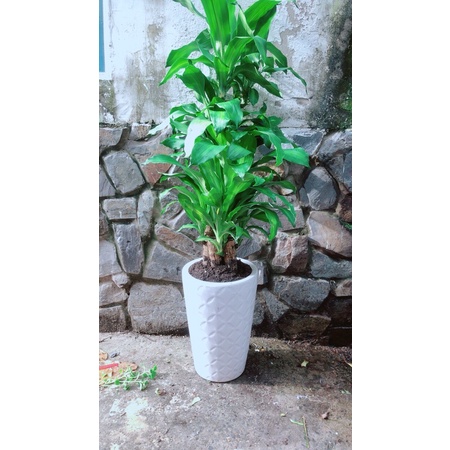 Chậu Phát Tài 5 Thân