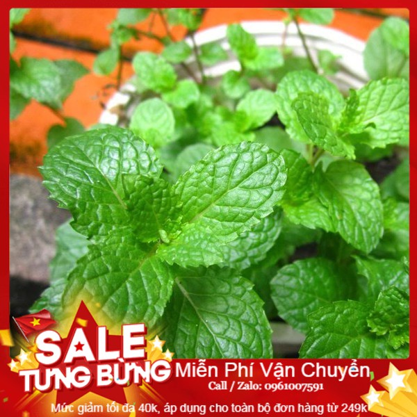 Hạt Giống Húng Bạc Hà - 100 Hạt