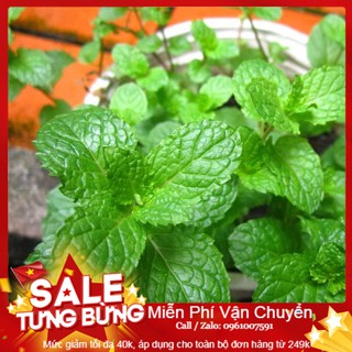 Hạt Giống Húng Bạc Hà - 100 Hạt