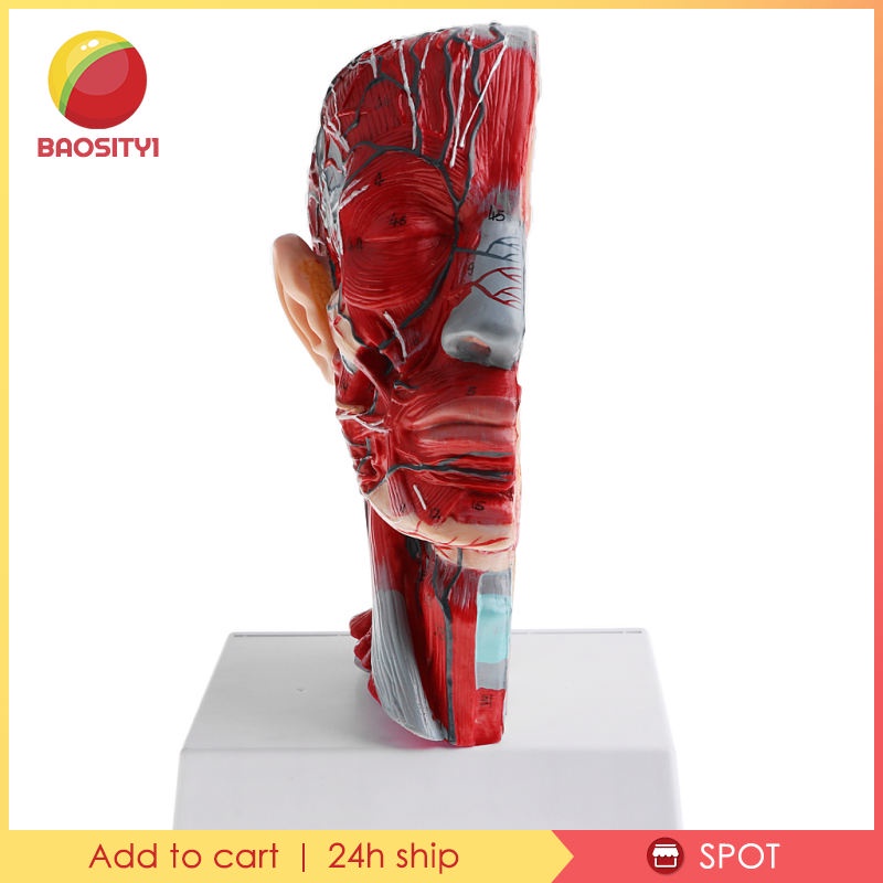 ✨Hàng sẵn sàng✨Mô hình đầu người tỉ lệ 1:1 dùng trong phòng thí nghiệm