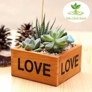 Chậu cây gỗ tiểu cảnh LOVE