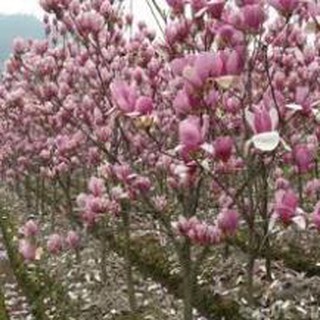 Gói hạt giống hoa mộc lan đủ màu