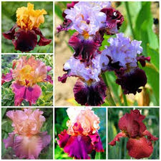 Hạt giống hoa Diên vỹ iris nhiều loại dễ trồng có hướng dẫn gieo ươm, gói zin của công ty