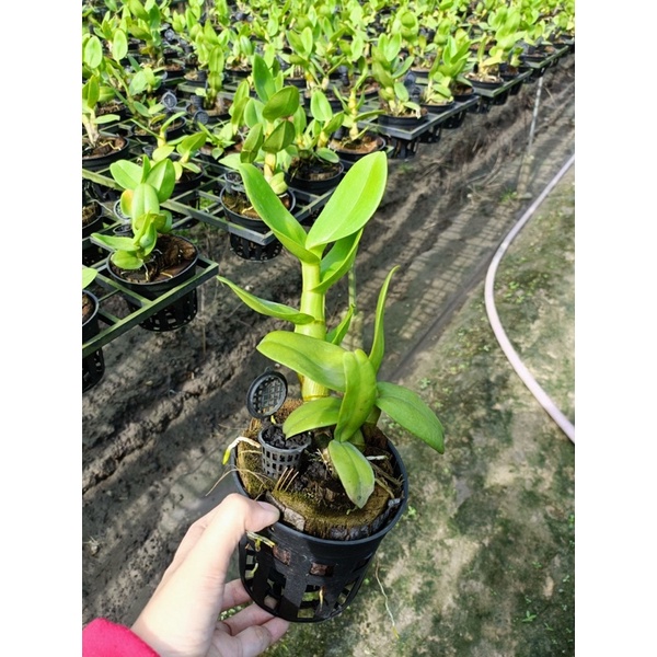 Dendro bò blue lá mít rụt rịt cây tơ siêu đẹp