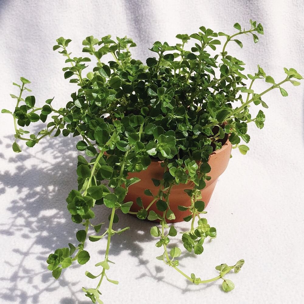 Cây Pilea depressa Baby Tears (Lệ Nhi, Nước Mắt Trẻ Con) chậu nhựa