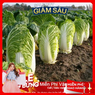 Hạt giống cải thảo f1 -30 hạt / gói