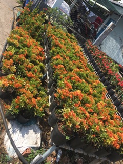 Cây mẫu đơn vàng cam siêu bông