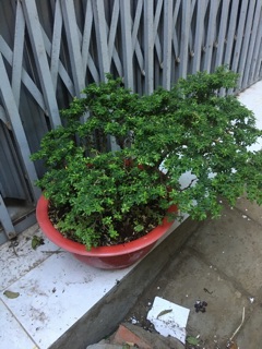 Cây linh sam hạt gạo hoa tím