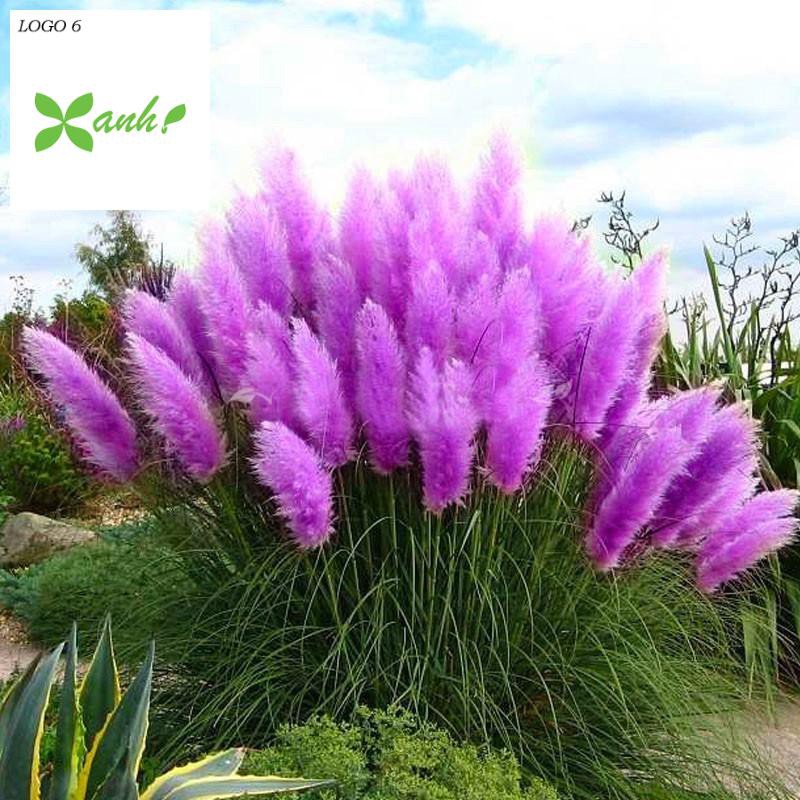 GÓI 10 Hạt Giống Cỏ Bông Lau Mỹ Mix Hồng Trắng TÍM