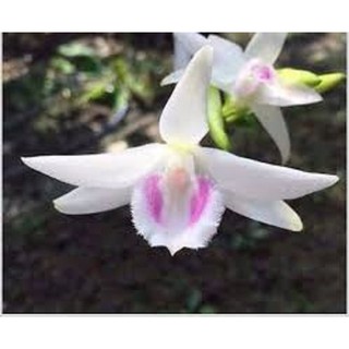 Lan phi điệp 5ct  phú thọ đột biến hàng gieo hạt