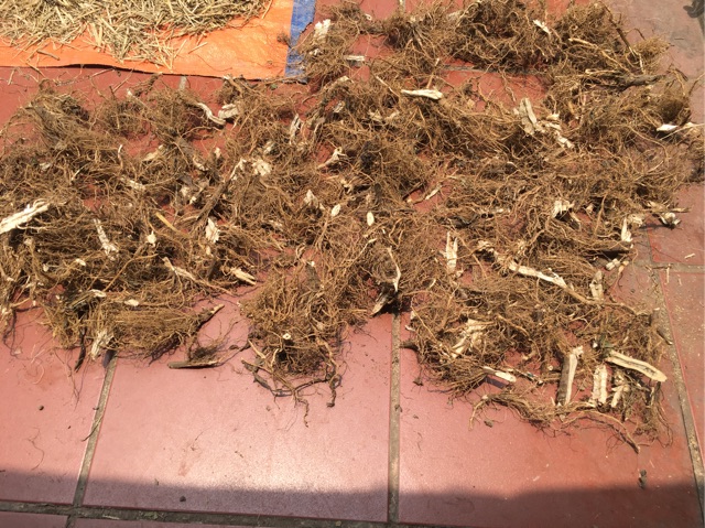 500g Rễ Bồ công anh