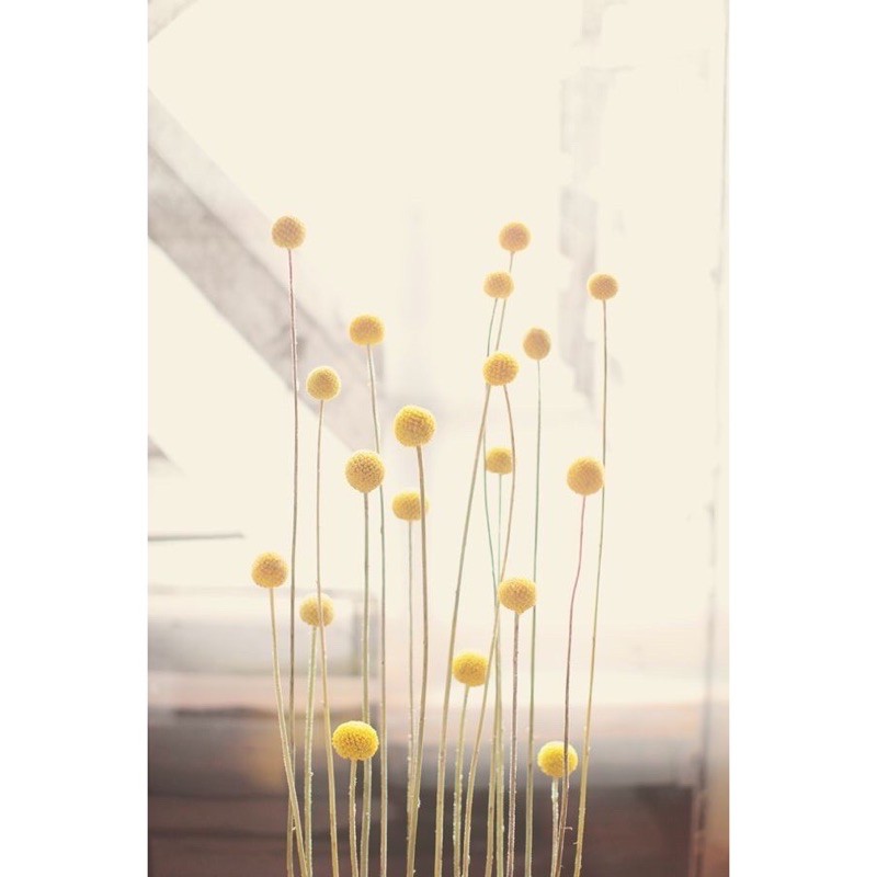 Cúc nút áo vàng Billy Ball - hoa khô decor phòng