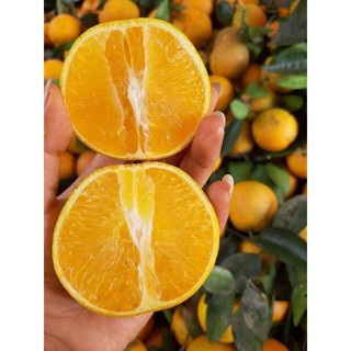 CÂY GIỐNG CAM Valencia- V2 SIÊU NGON SIÊU QUẢ- CAM KÊT GIỐNG CHUẨN F1
