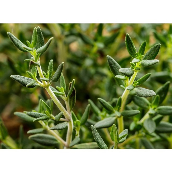 Lá xạ hương Ông Chà Và 30gram (Thyme)