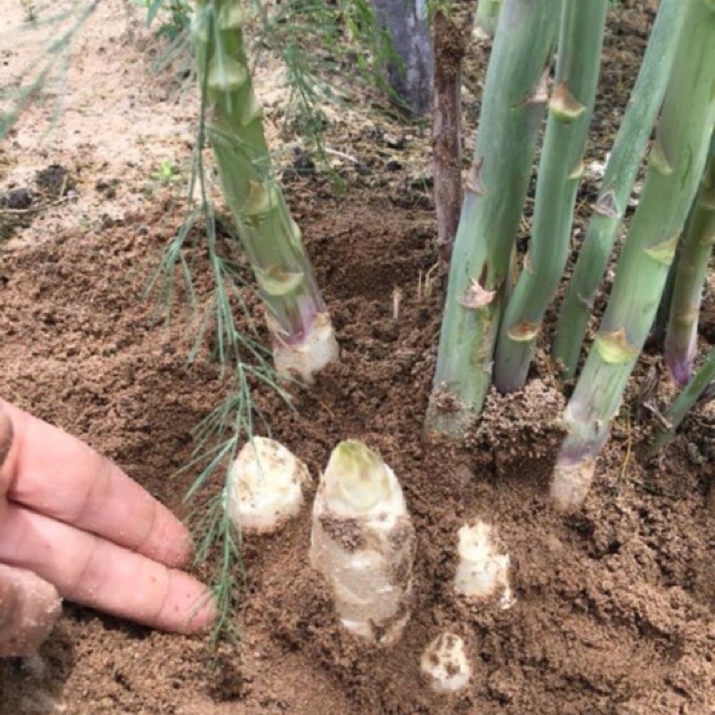 3 cây giống măng tây 1 năm tuổi