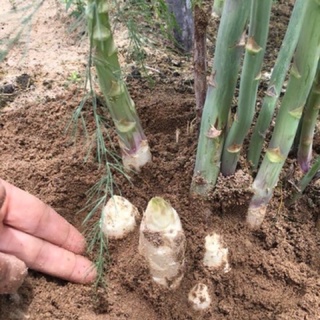 3 cây giống măng tây 1 năm tuổi
