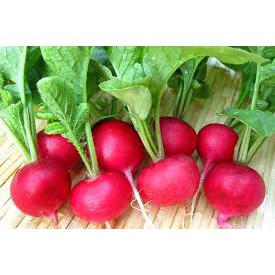 Hạt Giống Củ cải Đỏ