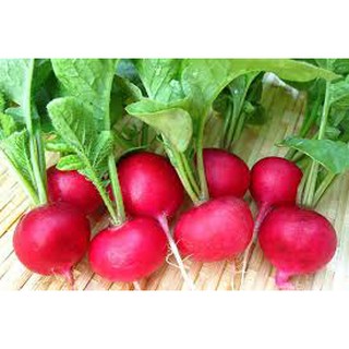 Hạt Giống Củ cải Đỏ Phú Nông