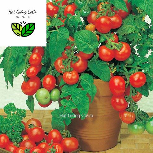 Hạt Giống Cà Chua Bi Đỏ Lùn Trồng Chậu 30 Hạt, Dễ Nảy Mầm, Cây Phát Triển Khỏe
