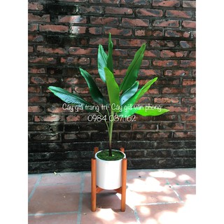 Cây giả Trang Trí Nhà Cửa Đẹp - Cây chuối cảnh giả cao cấp