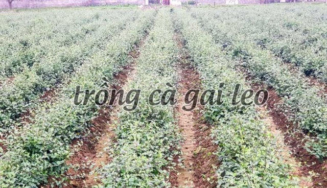 Cà gai leo khô túi 1kg