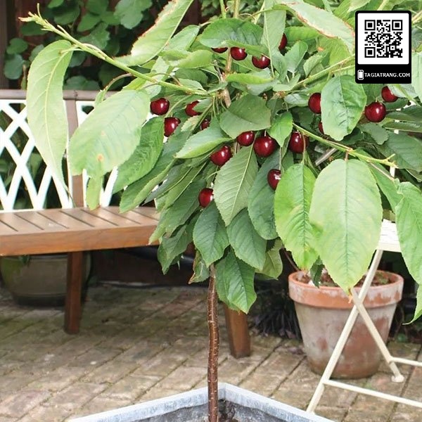 Cây giống cherry anh đào Mỹ siêu sớm