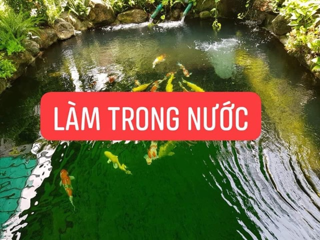 Men Vi Sinh Cá Cảnh  Bio fish Koi