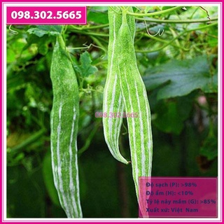Hạt giống quả lặc lày (lặc lè, mướp nhật) gói 2gr